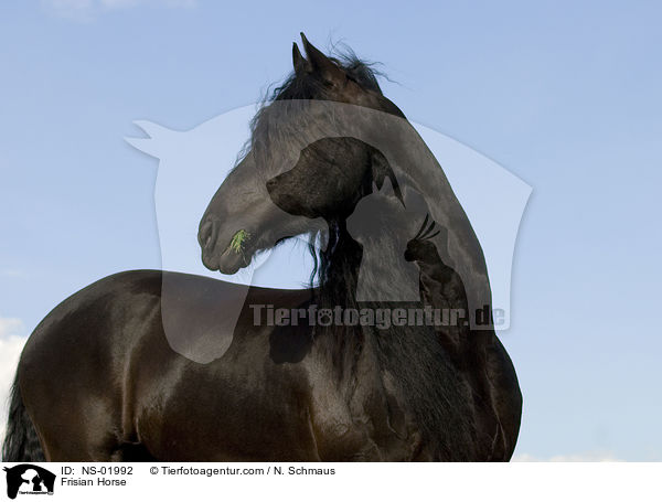 Friese / Frisian Horse / NS-01992