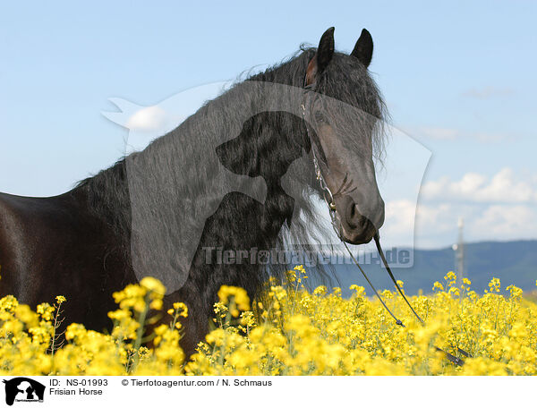 Friese im Raps / Frisian Horse / NS-01993