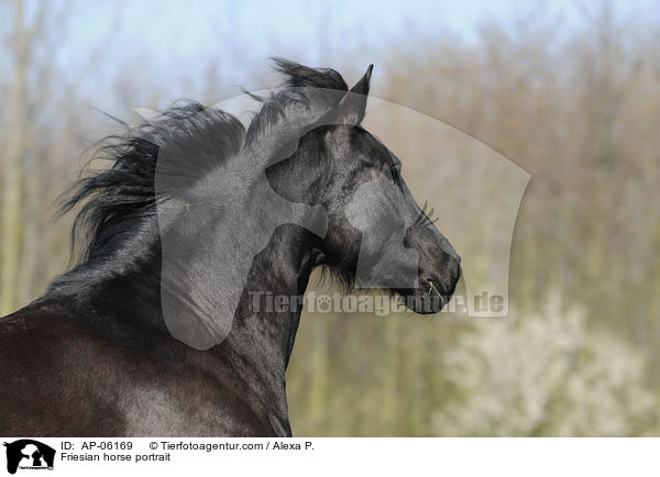 Friesian horse portrait / AP-06169
