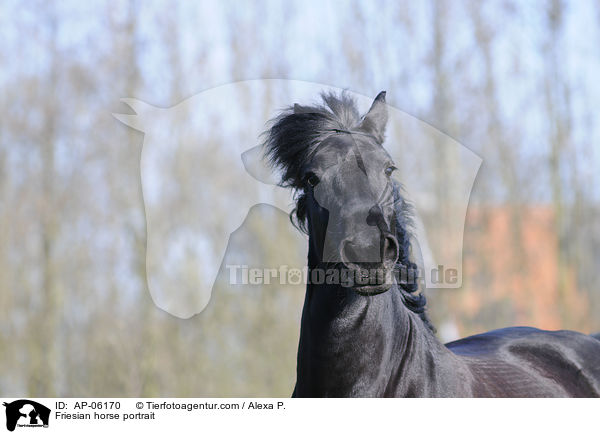 Friesian horse portrait / AP-06170