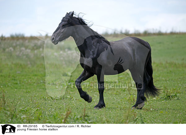 young Friesian horse stallion / RR-29165