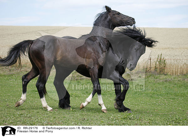 Friese und Deutsches Reitpony / Friesian Horse and Pony / RR-29176