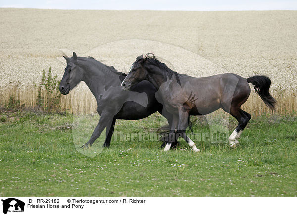 Friese und Deutsches Reitpony / Friesian Horse and Pony / RR-29182