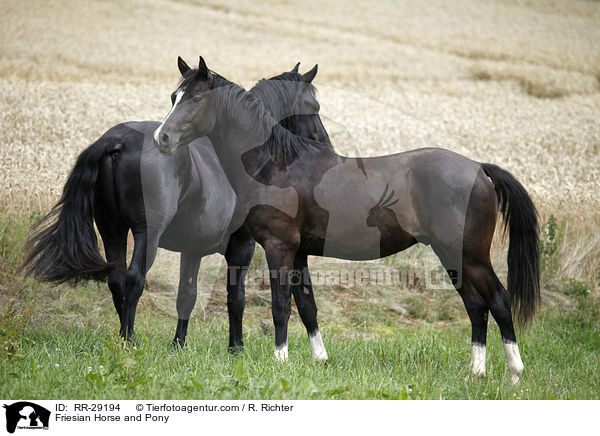 Friese und Deutsches Reitpony / Friesian Horse and Pony / RR-29194