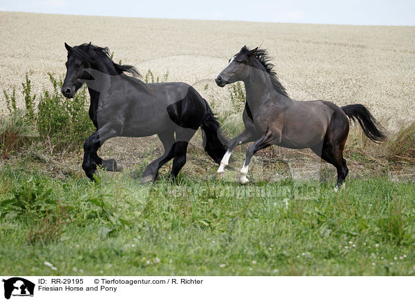 Friese und Deutsches Reitpony / Friesian Horse and Pony / RR-29195