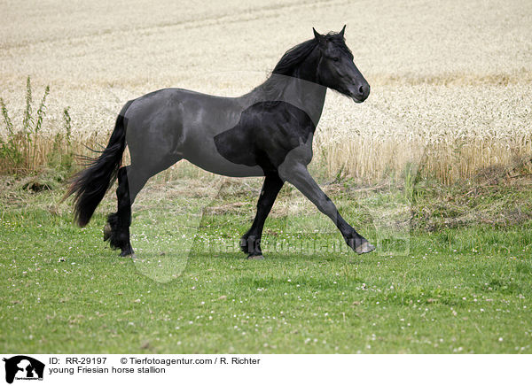 junger Friesenhengst / young Friesian horse stallion / RR-29197