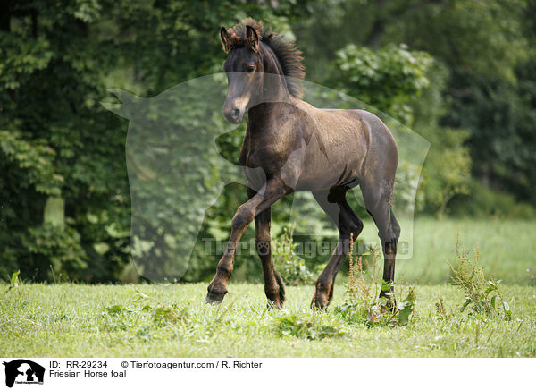 Friesian Horse foal / RR-29234