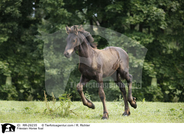 Friesian Horse foal / RR-29235