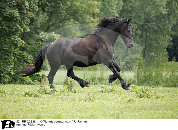 running Frisian Horse / RR-29238