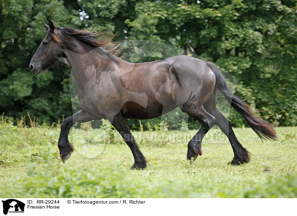 Friese / Friesian Horse / RR-29244