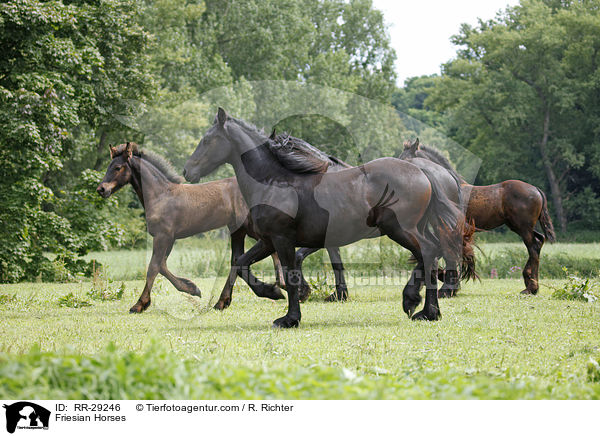 Friesian Horses / RR-29246