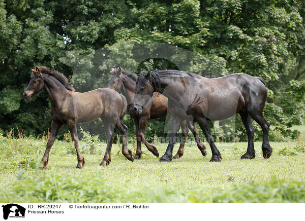 Friesian Horses / RR-29247