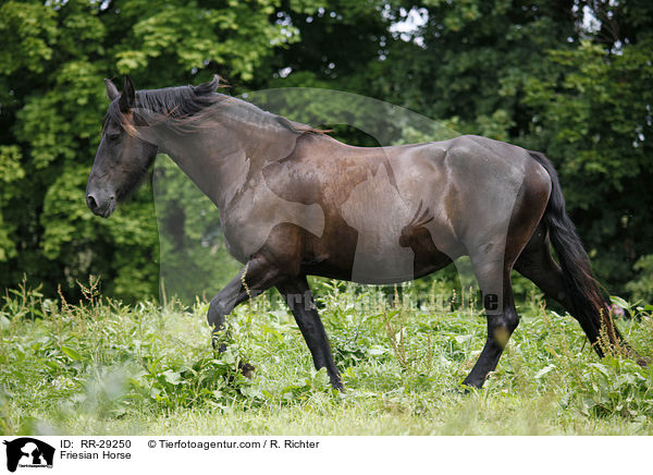 Friesian Horse / RR-29250
