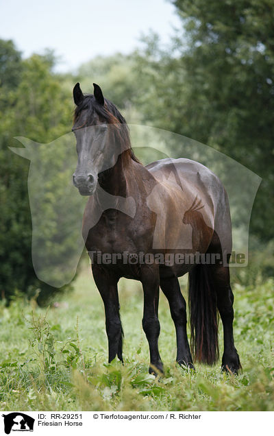 Friesian Horse / RR-29251