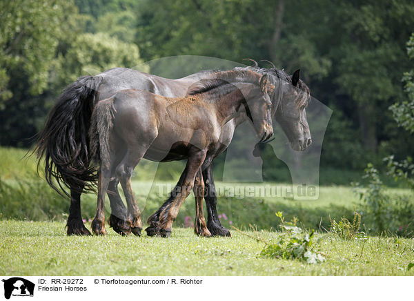 Friesian Horses / RR-29272