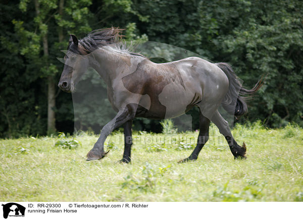 running Frisian Horse / RR-29300