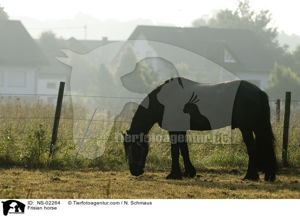 Frisian horse / NS-02264