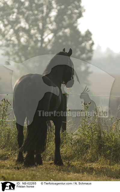 Friese / Frisian horse / NS-02265