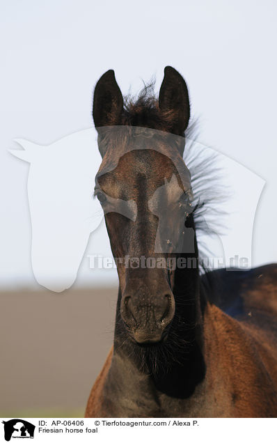 Friesian horse foal / AP-06406