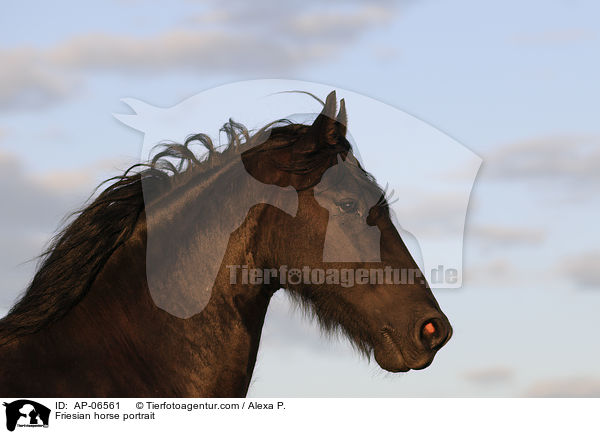 Friese Portrait / Friesian horse portrait / AP-06561