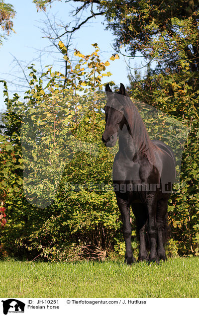 Friesian horse / JH-10251