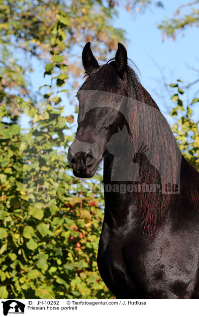 Friese Portrait / Friesian horse portrait / JH-10252