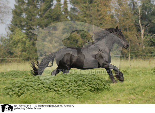 galoppierender Friese / galloping Frisian horse / AP-07341