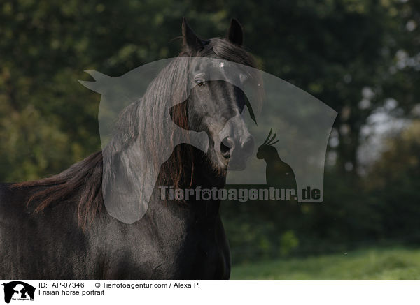 Friese Portrait / Frisian horse portrait / AP-07346