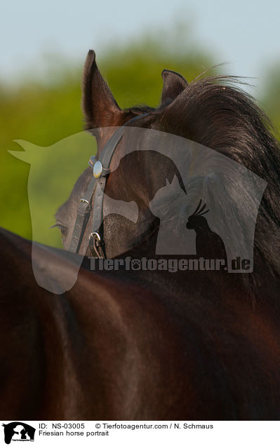 Friese Portrait / Friesian horse portrait / NS-03005