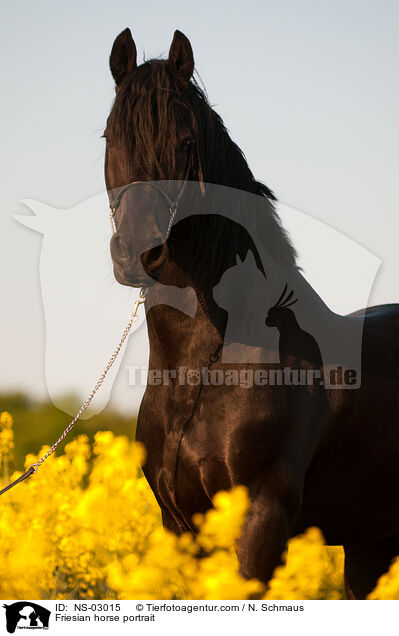 Friese Portrait / Friesian horse portrait / NS-03015