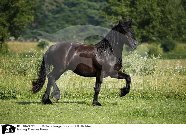 trotting Friesian Horse / RR-37285