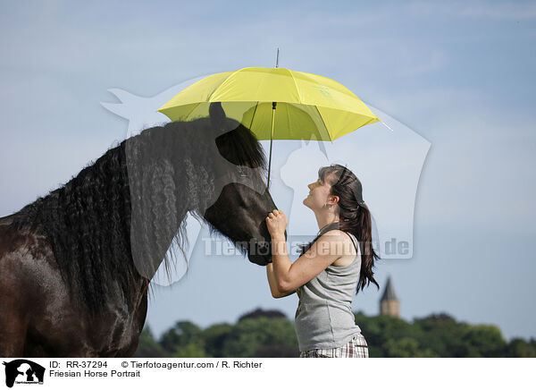 Friese Portrait / Friesian Horse Portrait / RR-37294