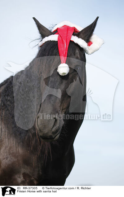 Friese mit Weihnachtsmannmtze / Frisian Horse with santa hat / RR-37305