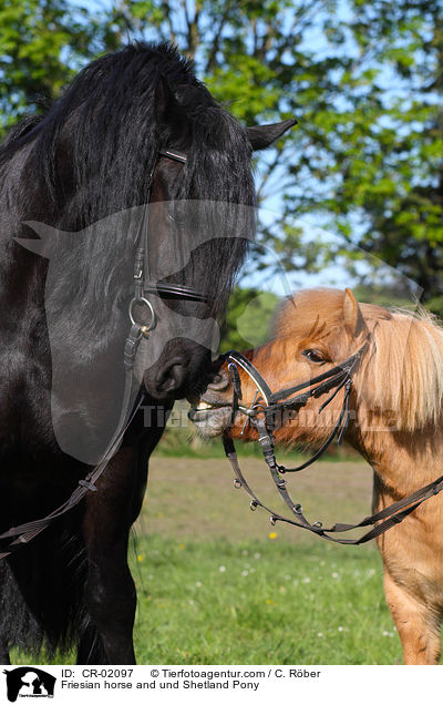 Friese und Shetland Pony / Friesian horse and und Shetland Pony / CR-02097