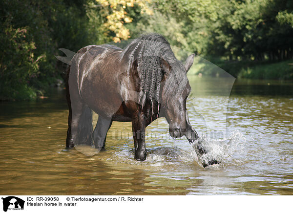 Friese im Wasser / friesian horse in water / RR-39058