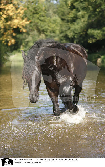 friesian horse in water / RR-39070