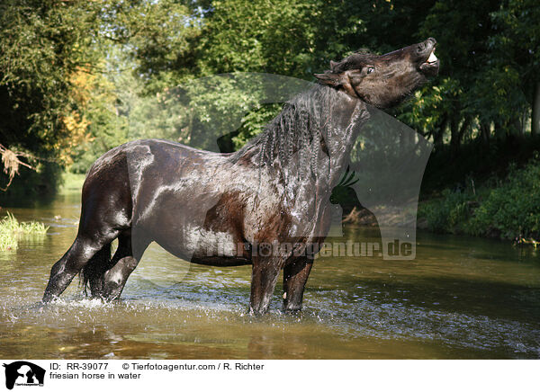 Friese im Wasser / friesian horse in water / RR-39077