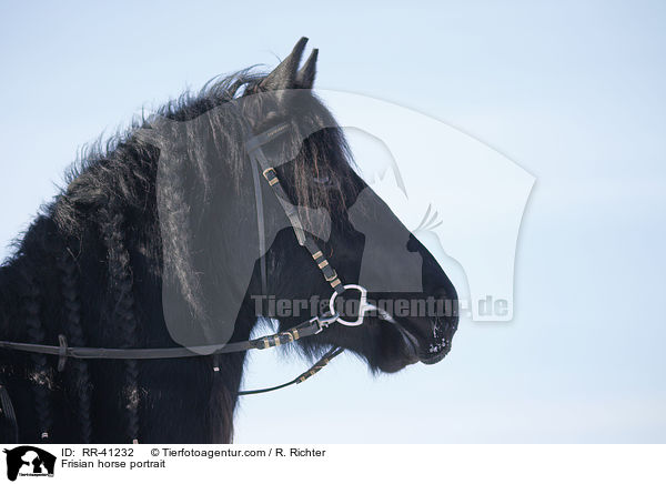 Friese Portrait / Frisian horse portrait / RR-41232