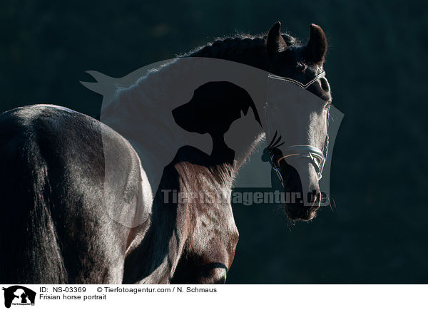 Friese Portrait / Frisian horse portrait / NS-03369