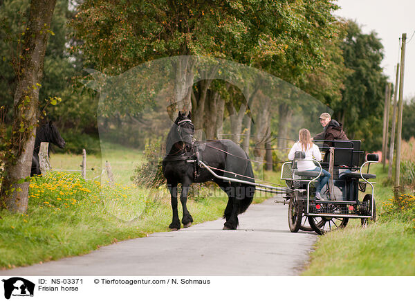 Frisian horse / NS-03371