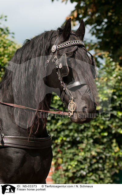 Friese Portrait / Frisian horse portrait / NS-03373