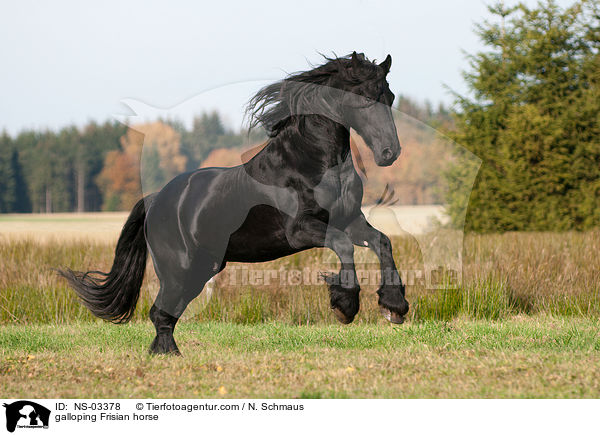galloping Frisian horse / NS-03378