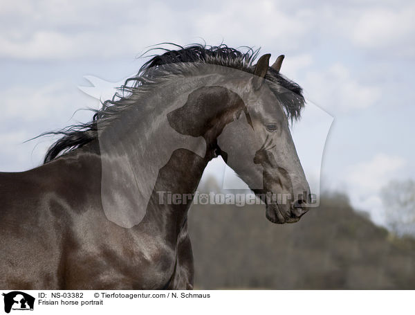 Frisian horse portrait / NS-03382