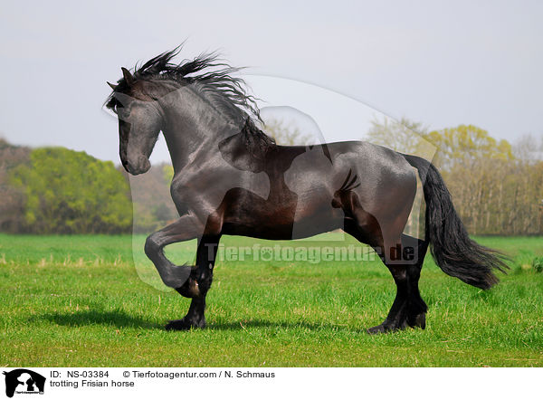 trotting Frisian horse / NS-03384