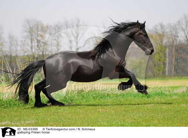 galoppierender Friese / galloping Frisian horse / NS-03386