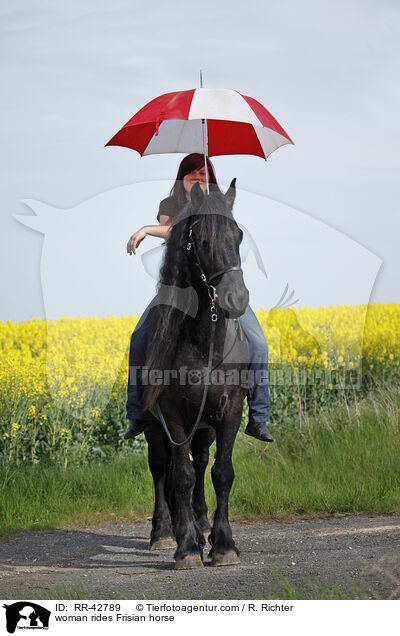 Frau reitet Friese / woman rides Frisian horse / RR-42789