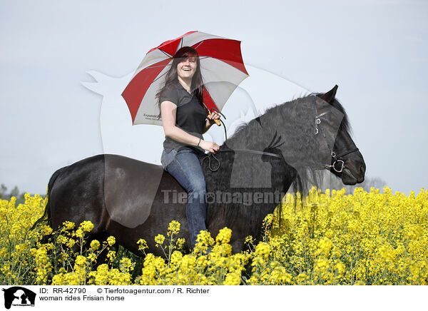 Frau reitet Friese / woman rides Frisian horse / RR-42790