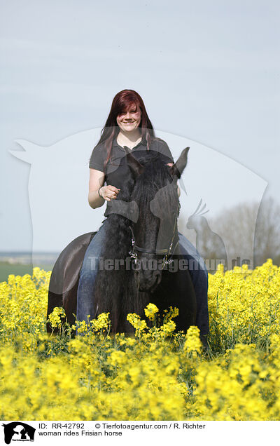 Frau reitet Friese / woman rides Frisian horse / RR-42792