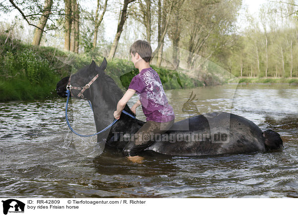 Junge reitet Friese / boy rides Frisian horse / RR-42809