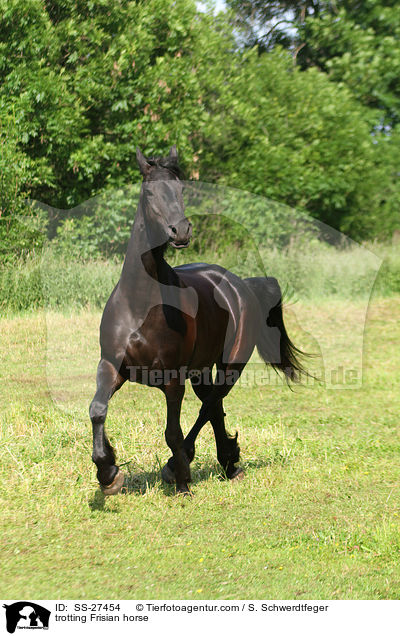 trotting Frisian horse / SS-27454